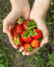 Hands cupping fresh, wild strawberries.