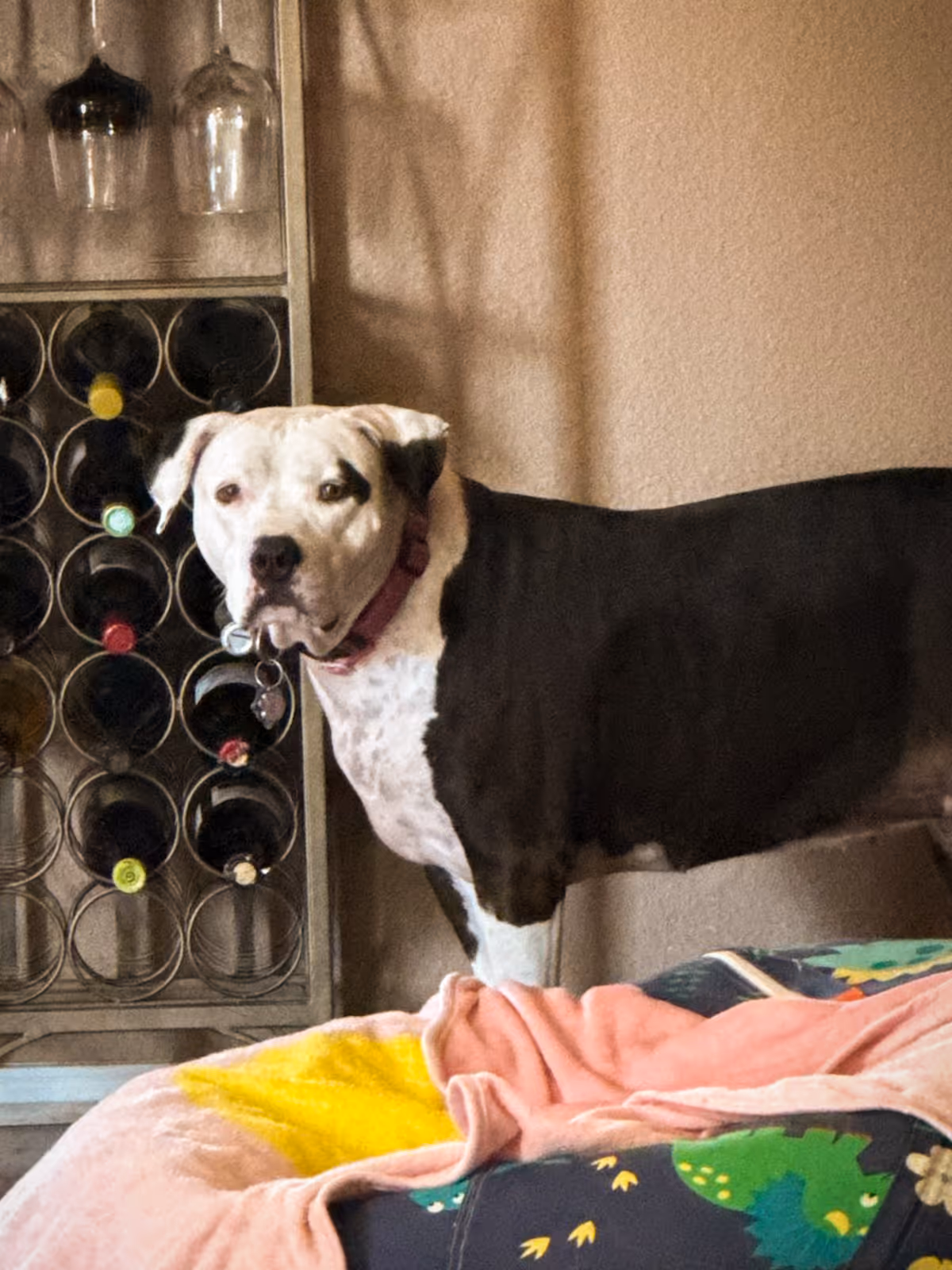 Indy, a black-and-white hearing support service dog, stands alert in the living room, watching closely after being pranked with loud noises during training camp.