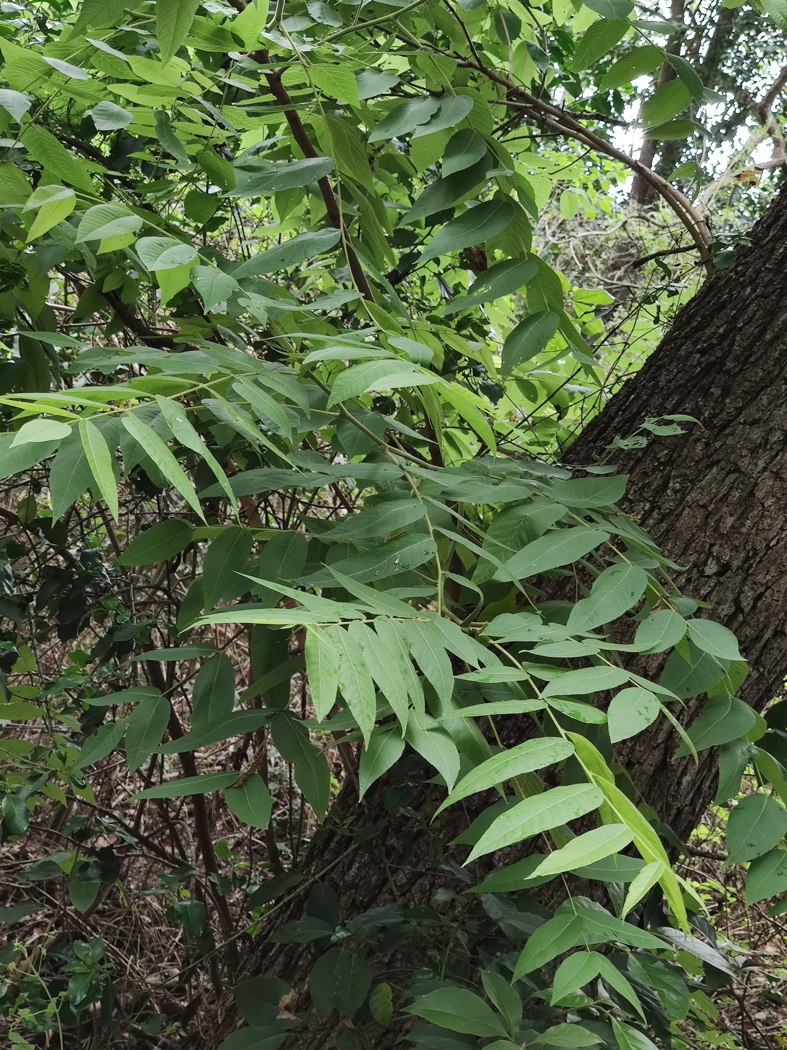 Nogal mexicano fotografiado dentro del Parque Natural La Estanzuela en Nuevo León