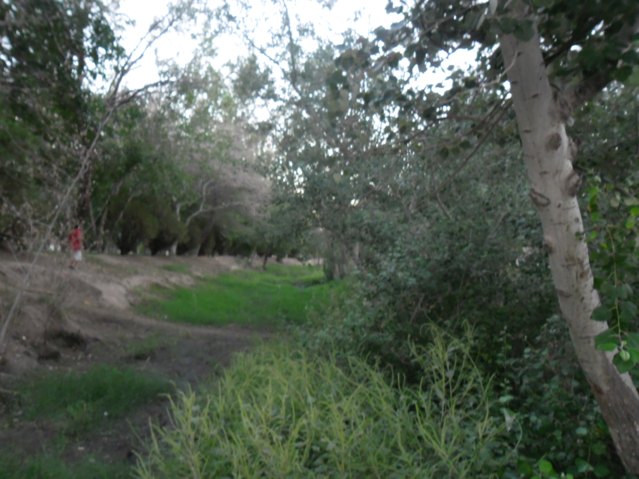 Zona arbolada del Parque Público Federal El Chamizal en Ciudad Juárez