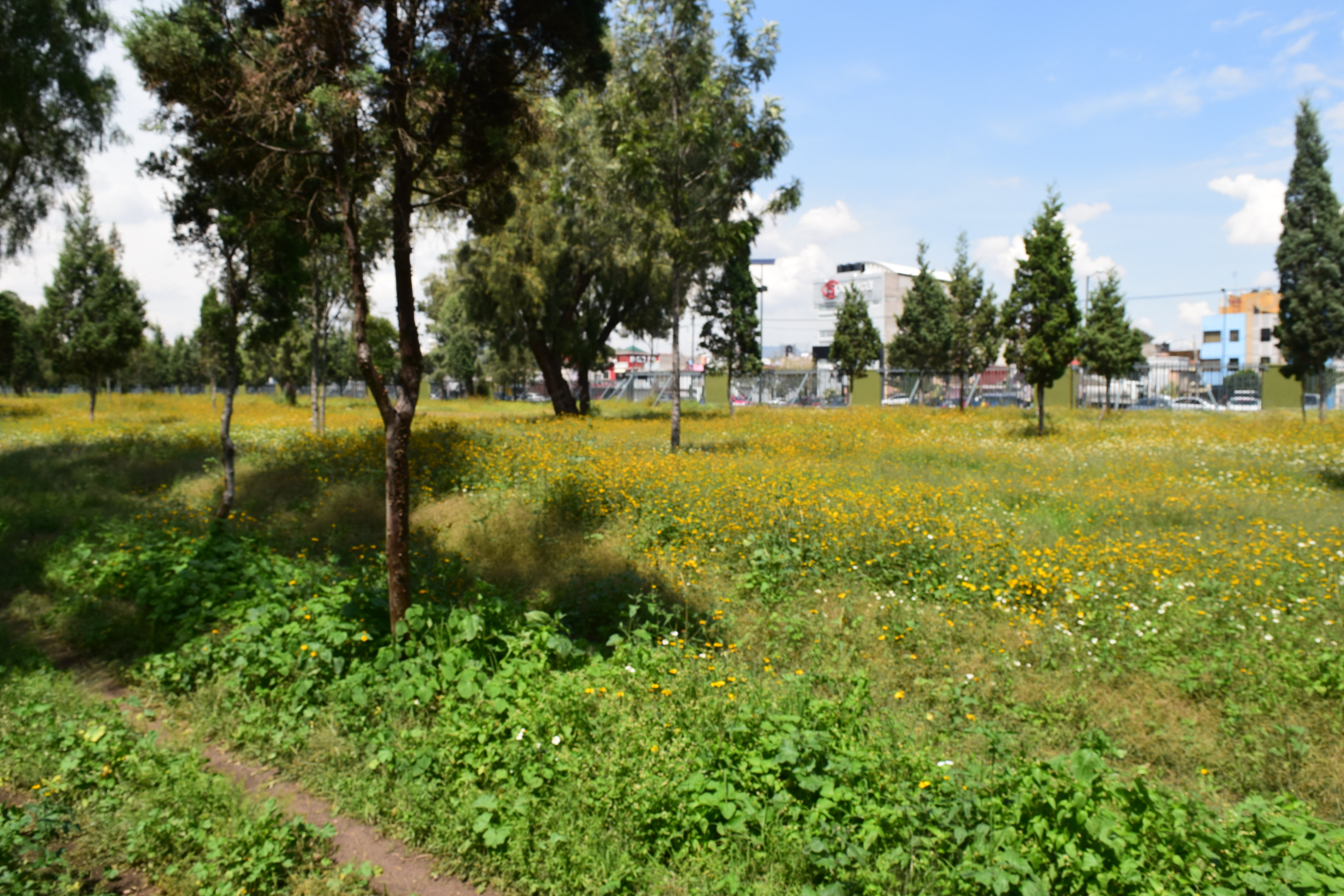 Zona arbolada y pradera del Bosque de San Juan de Aragón en Ciudad de México.