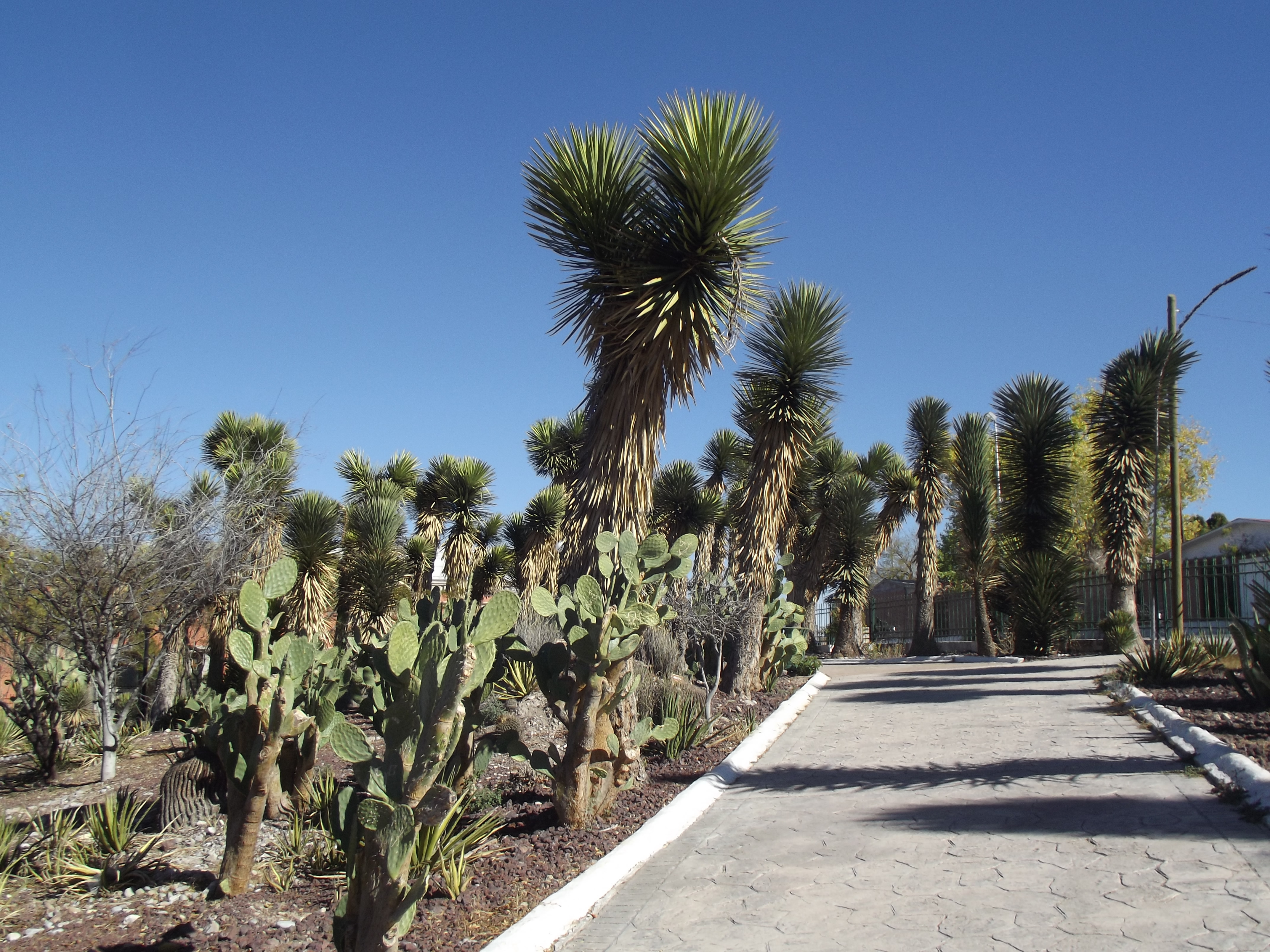 Sendero y vegetación del Parque Ecológico El Chapulín en Saltillo.
