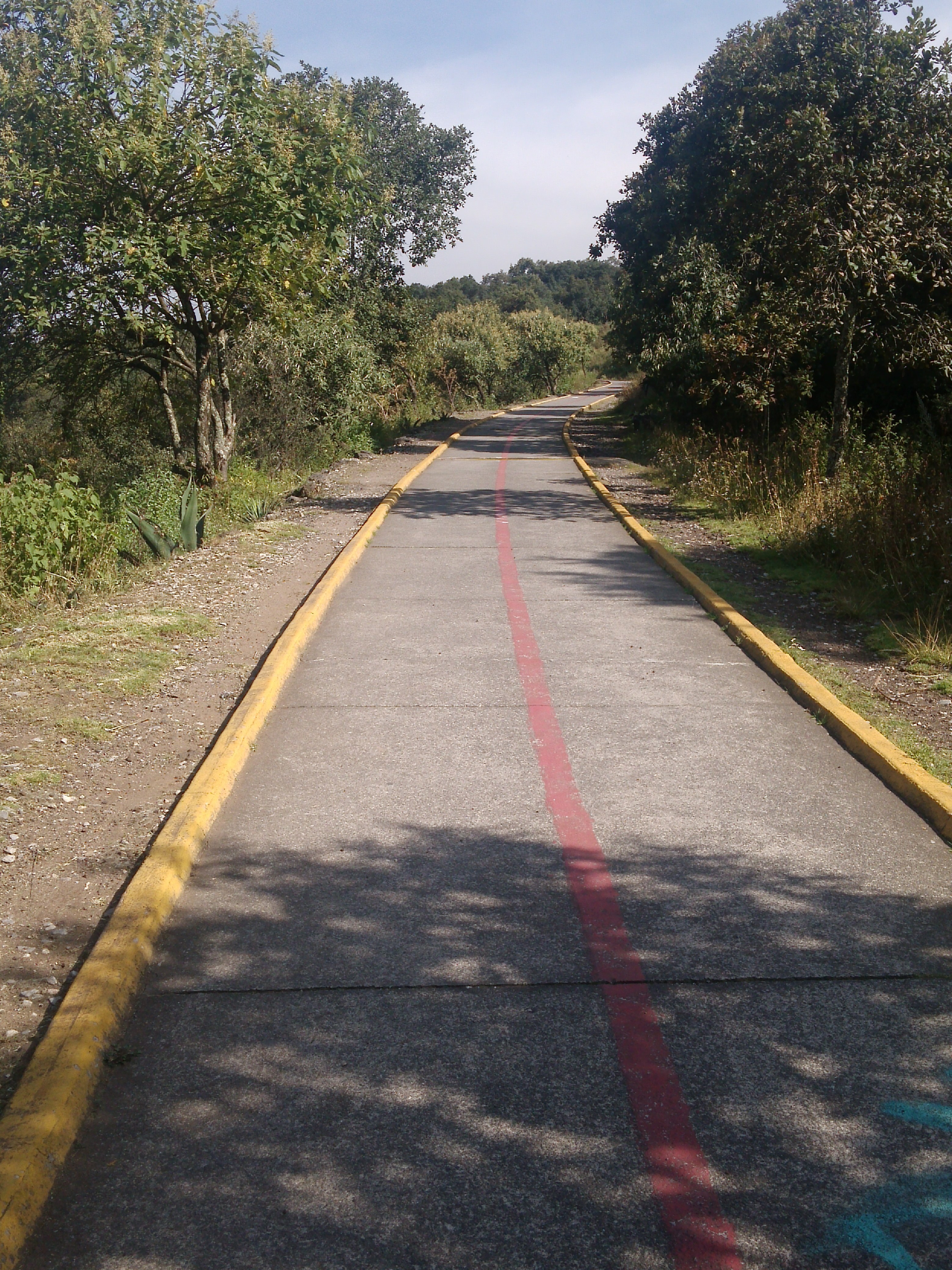 Ciclovía entre vegetación del Parque Ecológico de la Ciudad de México.