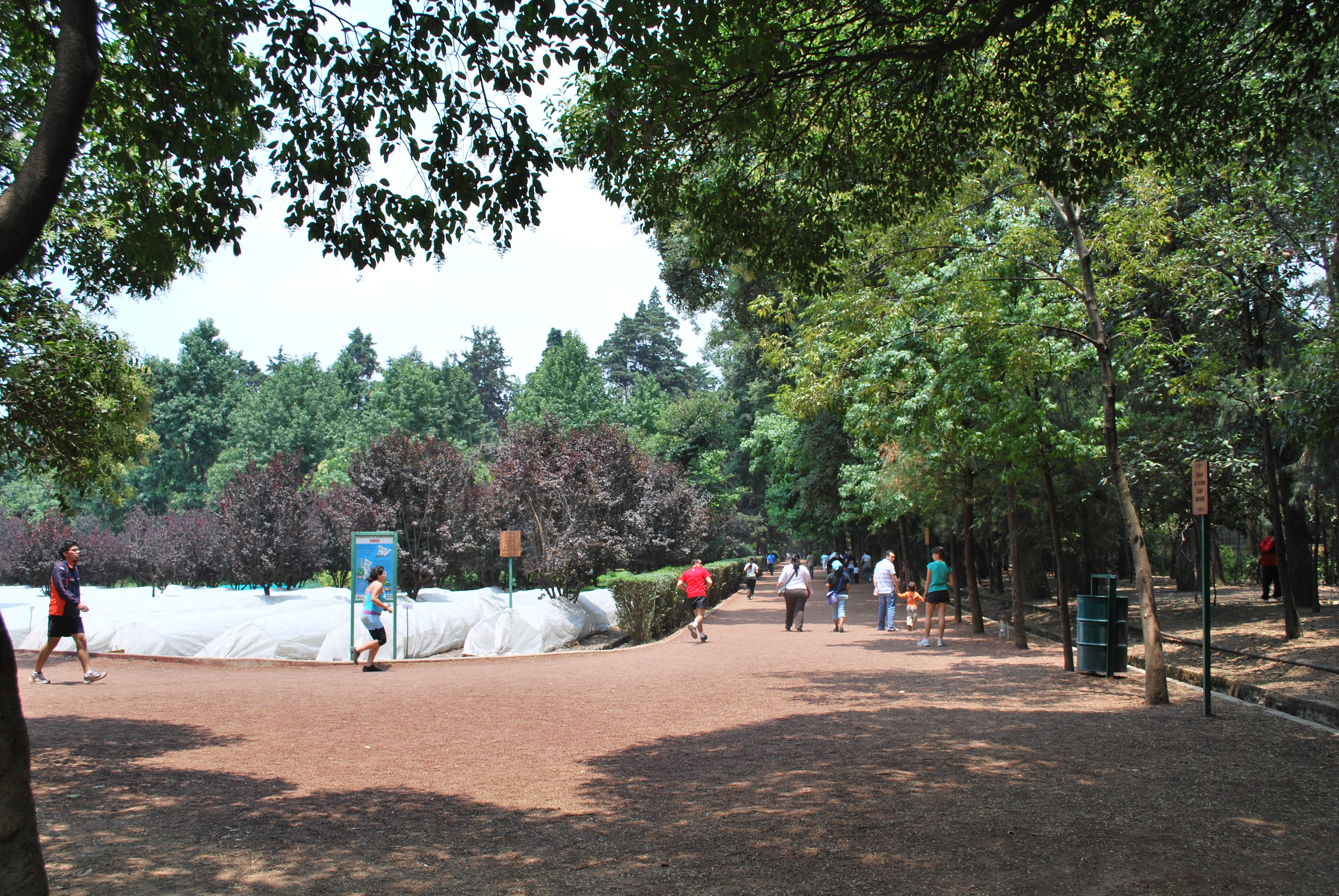 Sendero principal de Viveros de Coyoacán con personas corriendo y caminando.