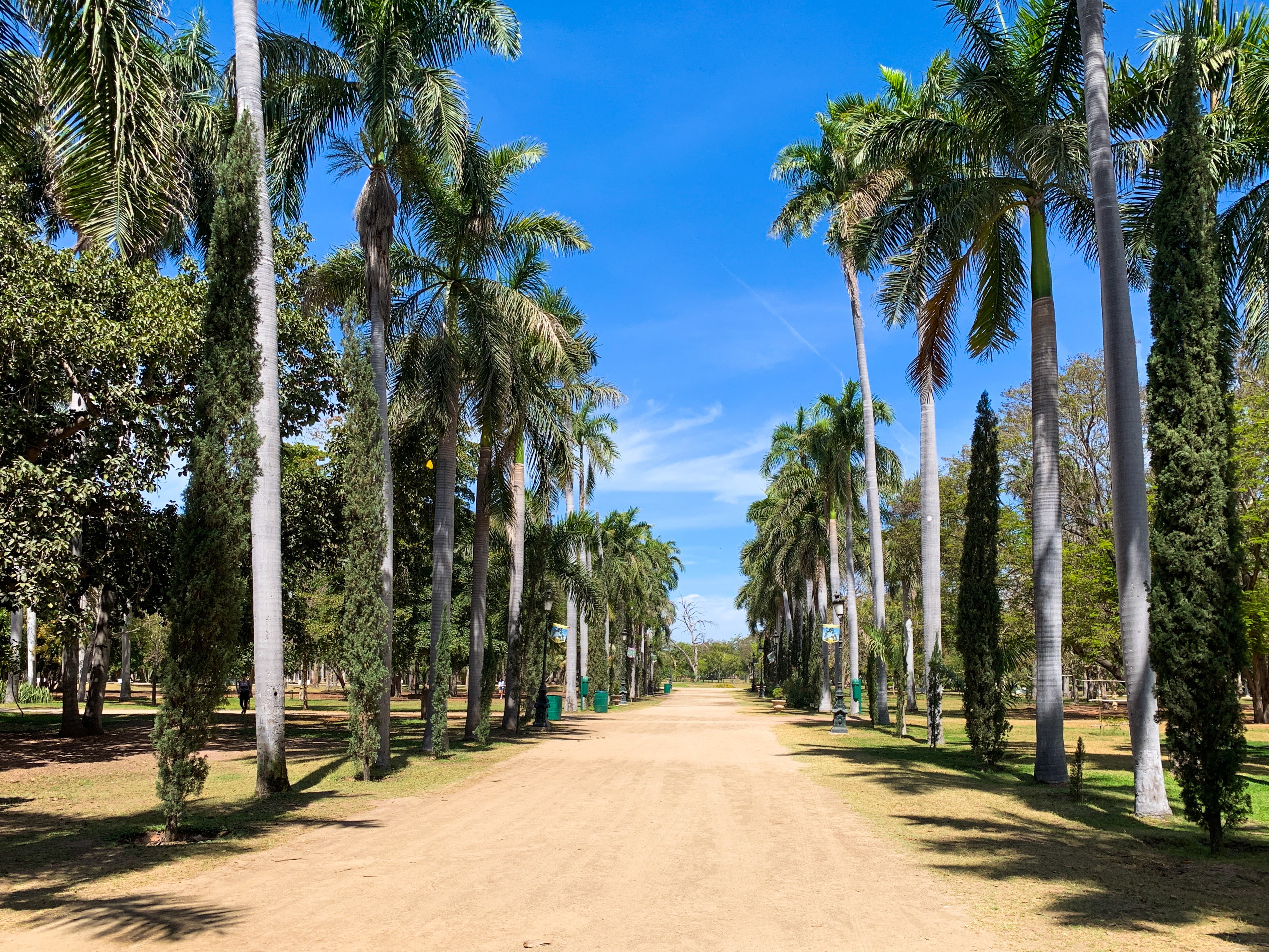 Andador de Parque Sinaloa en Los Mochis, flanqueado por palmeras y áreas arboladas.