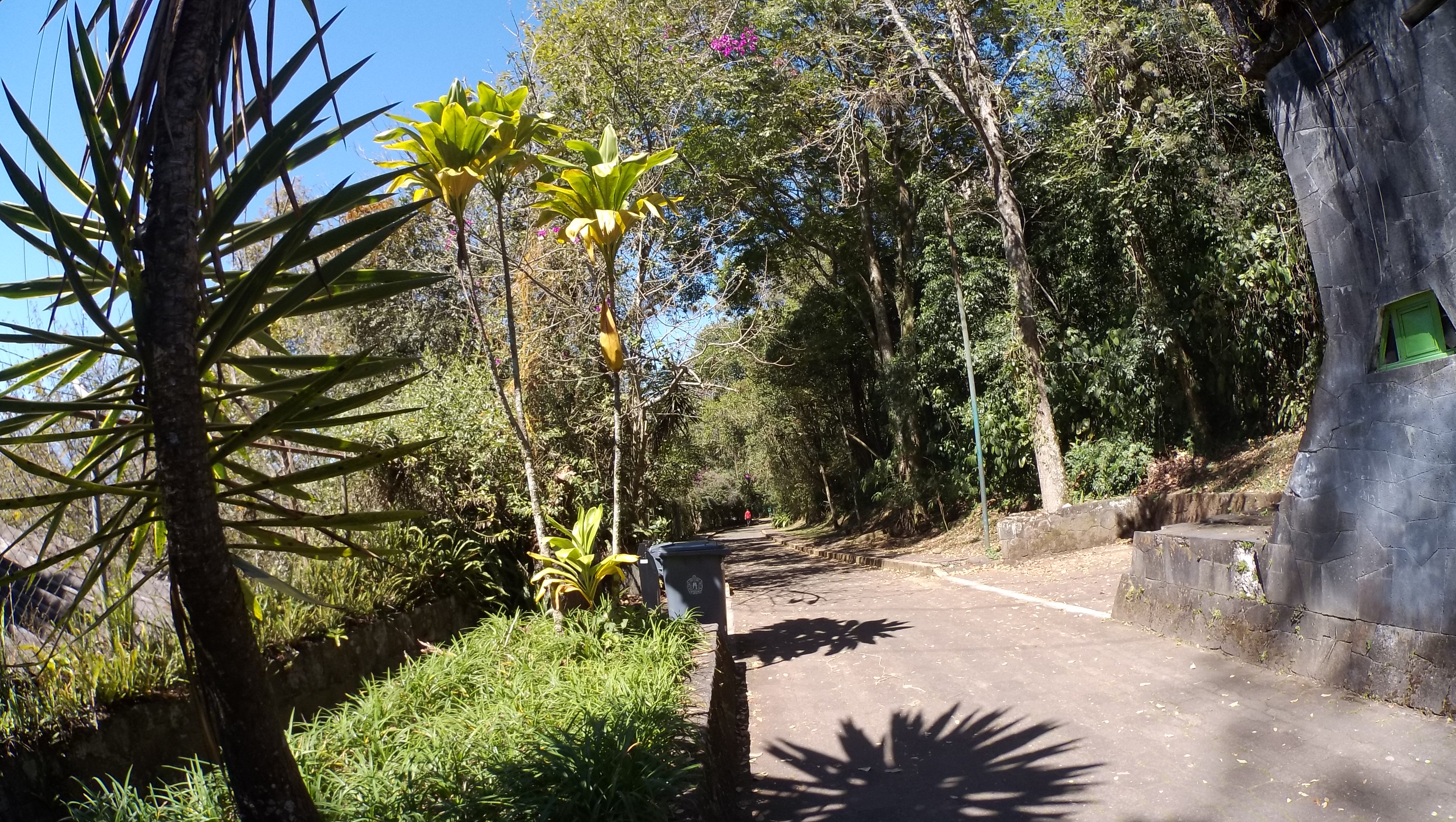 Camino arbolado en pendiente dentro del Parque Ecológico Macuiltépetl en Xalapa.