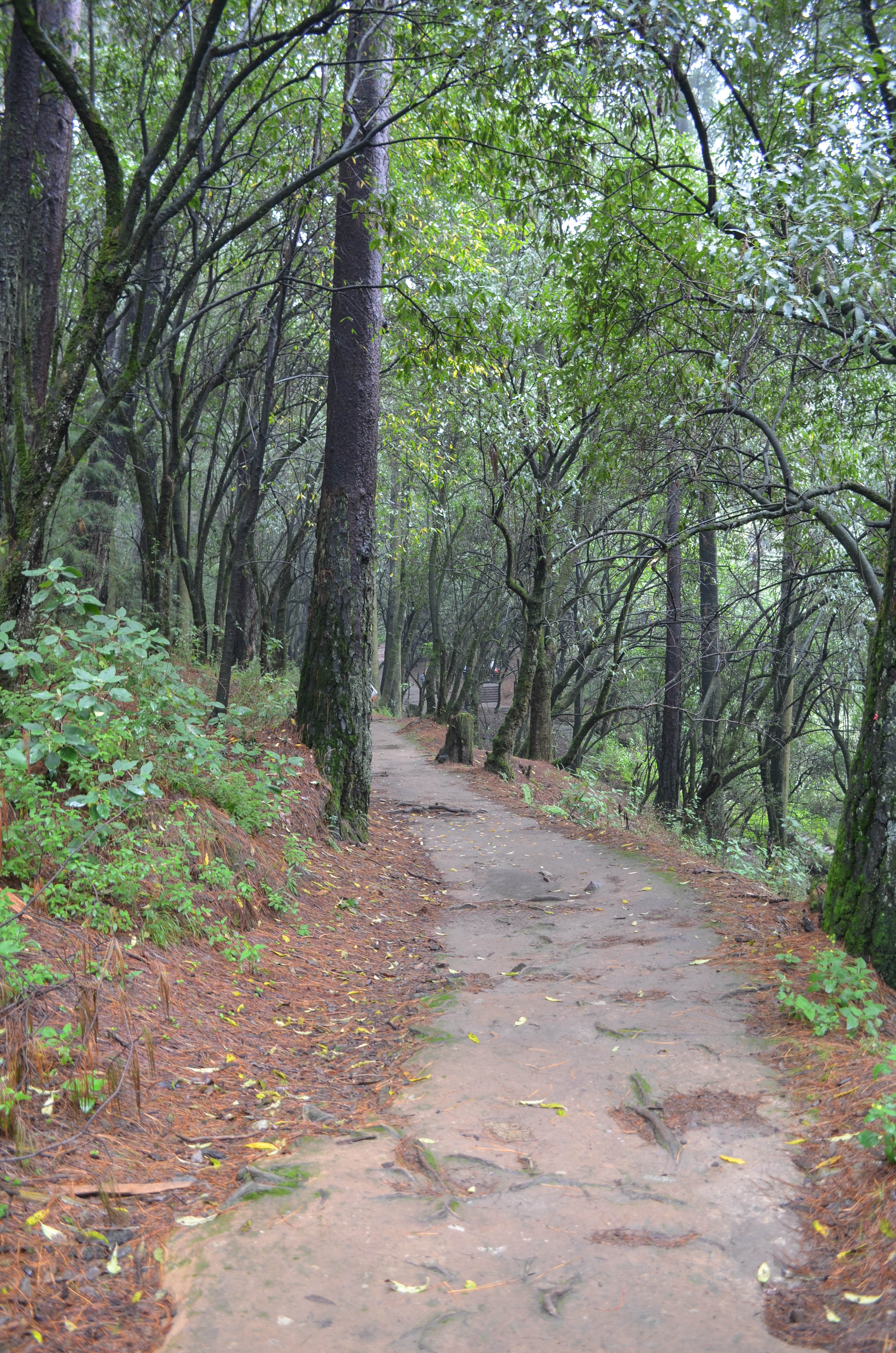 Sendero entre árboles del bosque del Desierto de los Leones, Ciudad de México.