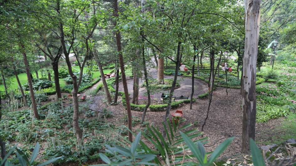 Senderos y vegetación arbolada del Parque Hundido en Ciudad de México.