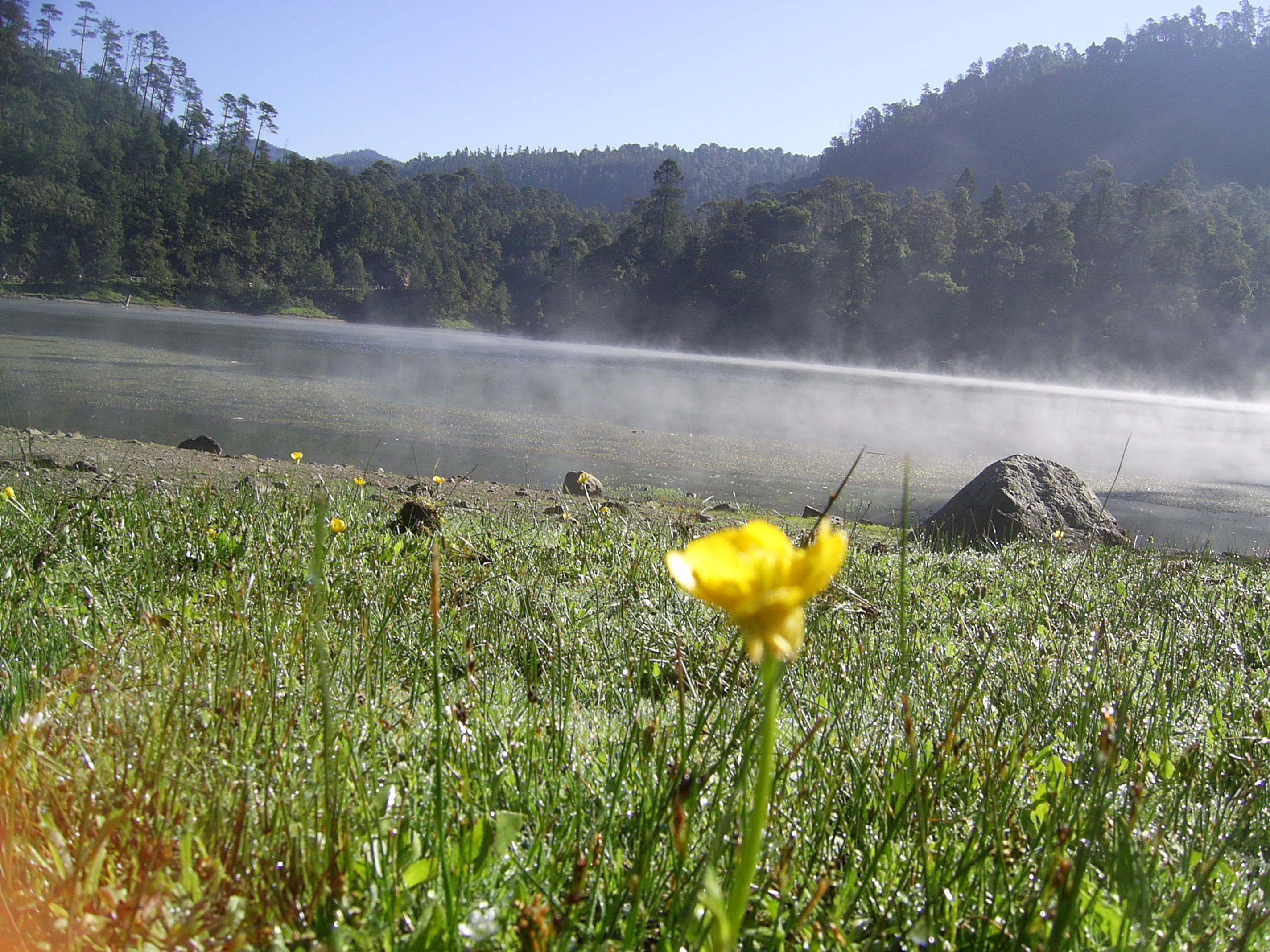 Laguna de Zempoala rodeada de bosque, con neblina sobre el agua y flores en primer plano.