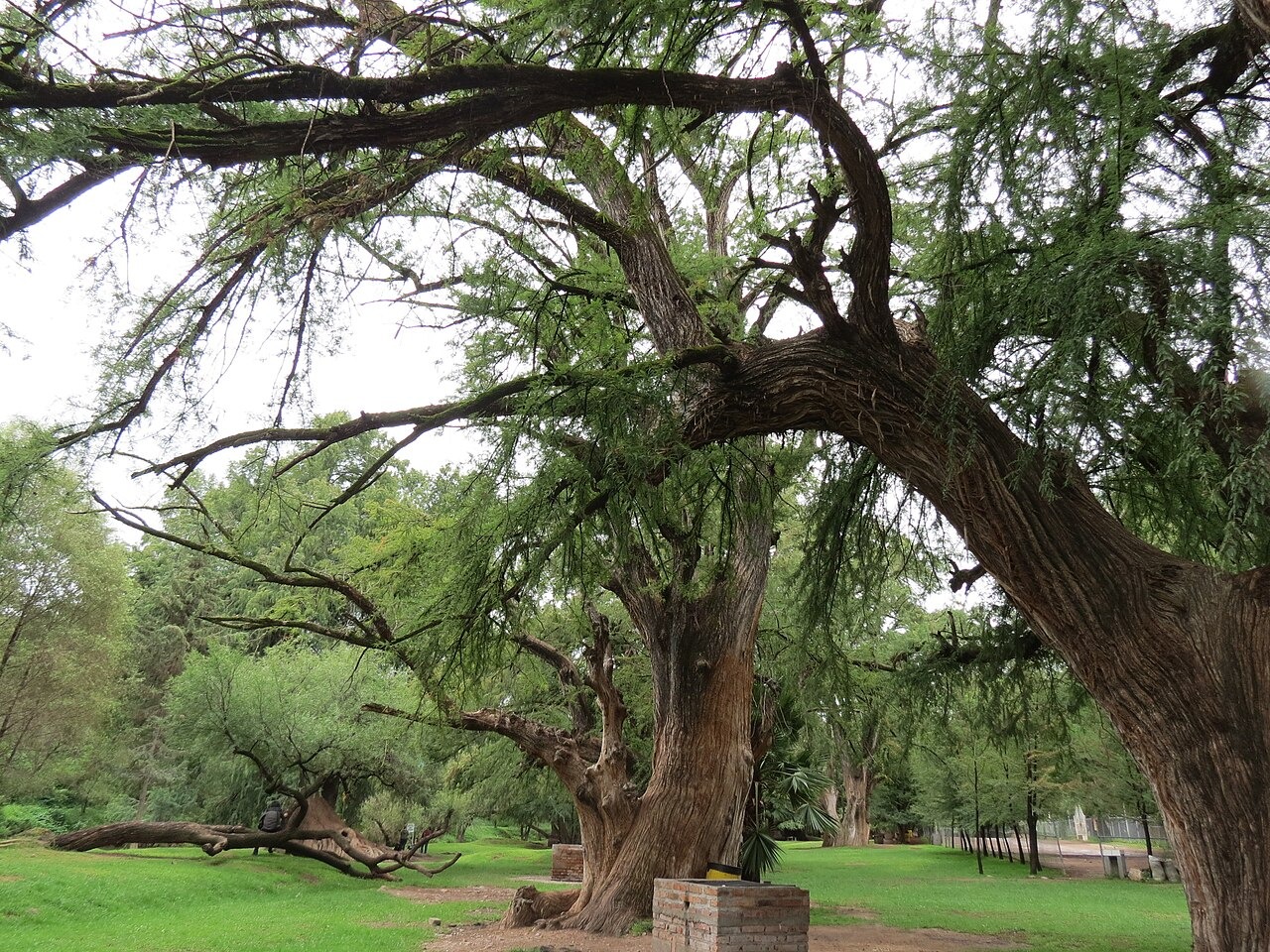Ahuehuetes y espacios de estancia del Parque Ecológico El Sabinal en El Salto de los Salado, Aguascalientes.