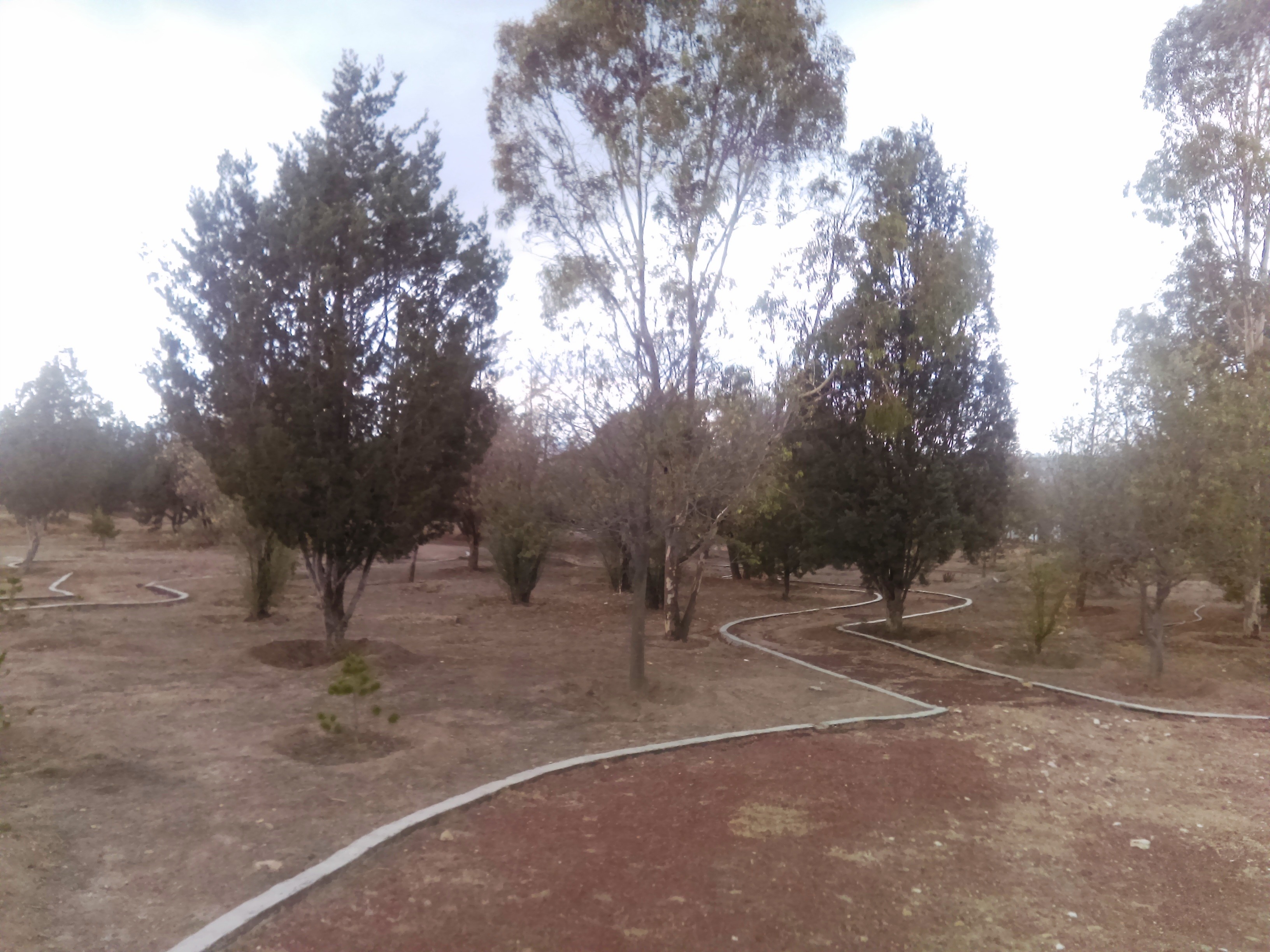 Senderos delimitados entre árboles del Parque Ecológico Cubitos, Hidalgo.
