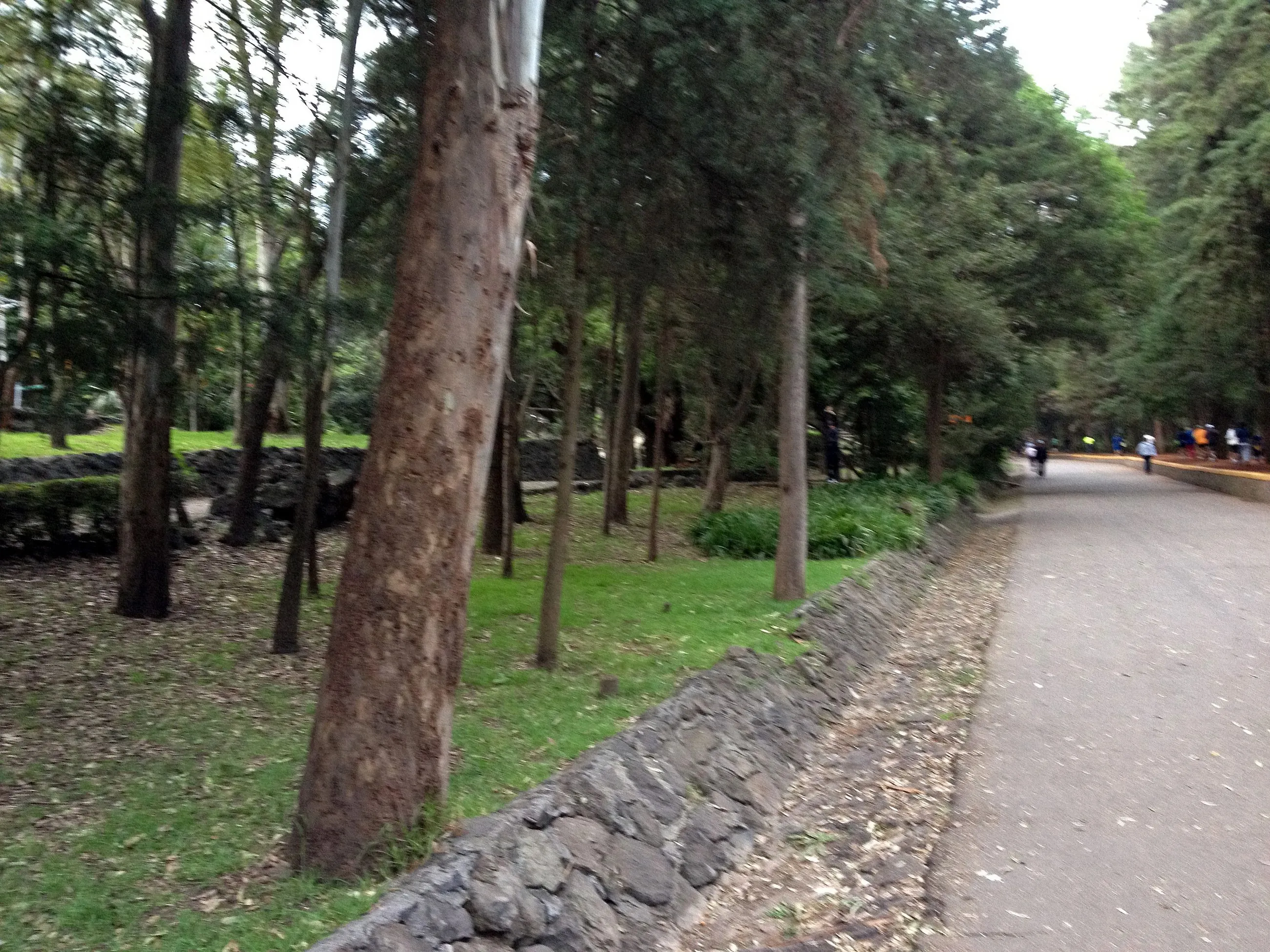 Circuito arbolado cerca de la entrada del Bosque de Tlalpan en Ciudad de México