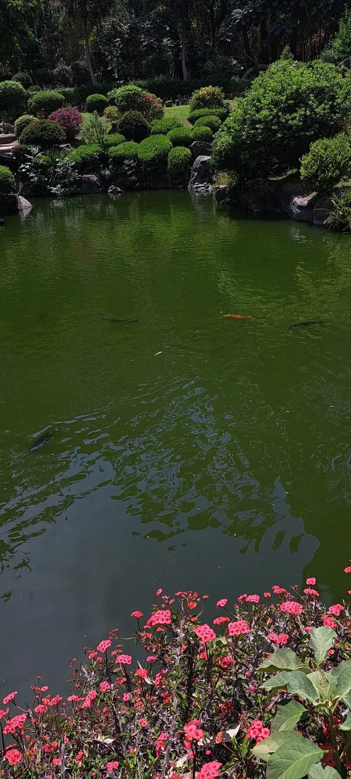 Jardín japonés dentro del Bosque Los Colomos en Guadalajara
