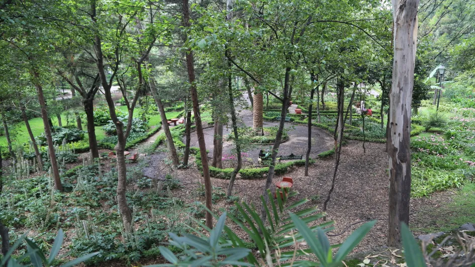 Senderos y vegetación arbolada del Parque Hundido en Ciudad de México.
