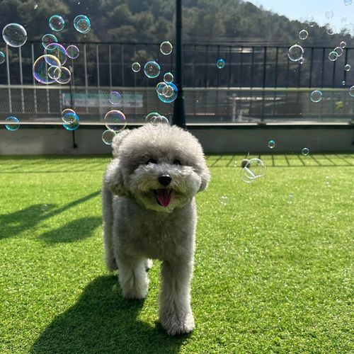 헬로우버디 반려견 유치원