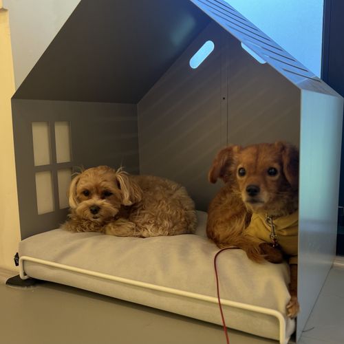 헬로우버디 반려견 유치원