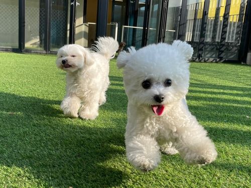 헬로우버디 반려견 유치원