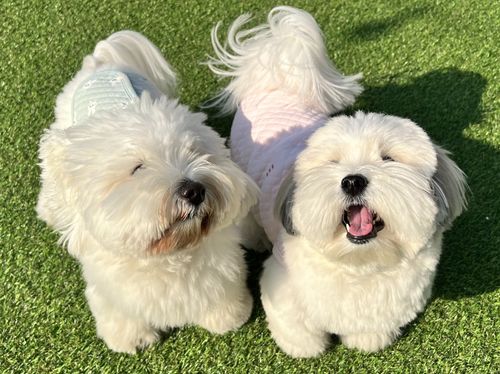 헬로우버디 반려견 유치원