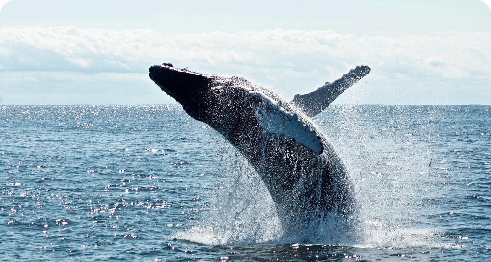 Whale watching spots in South Africa