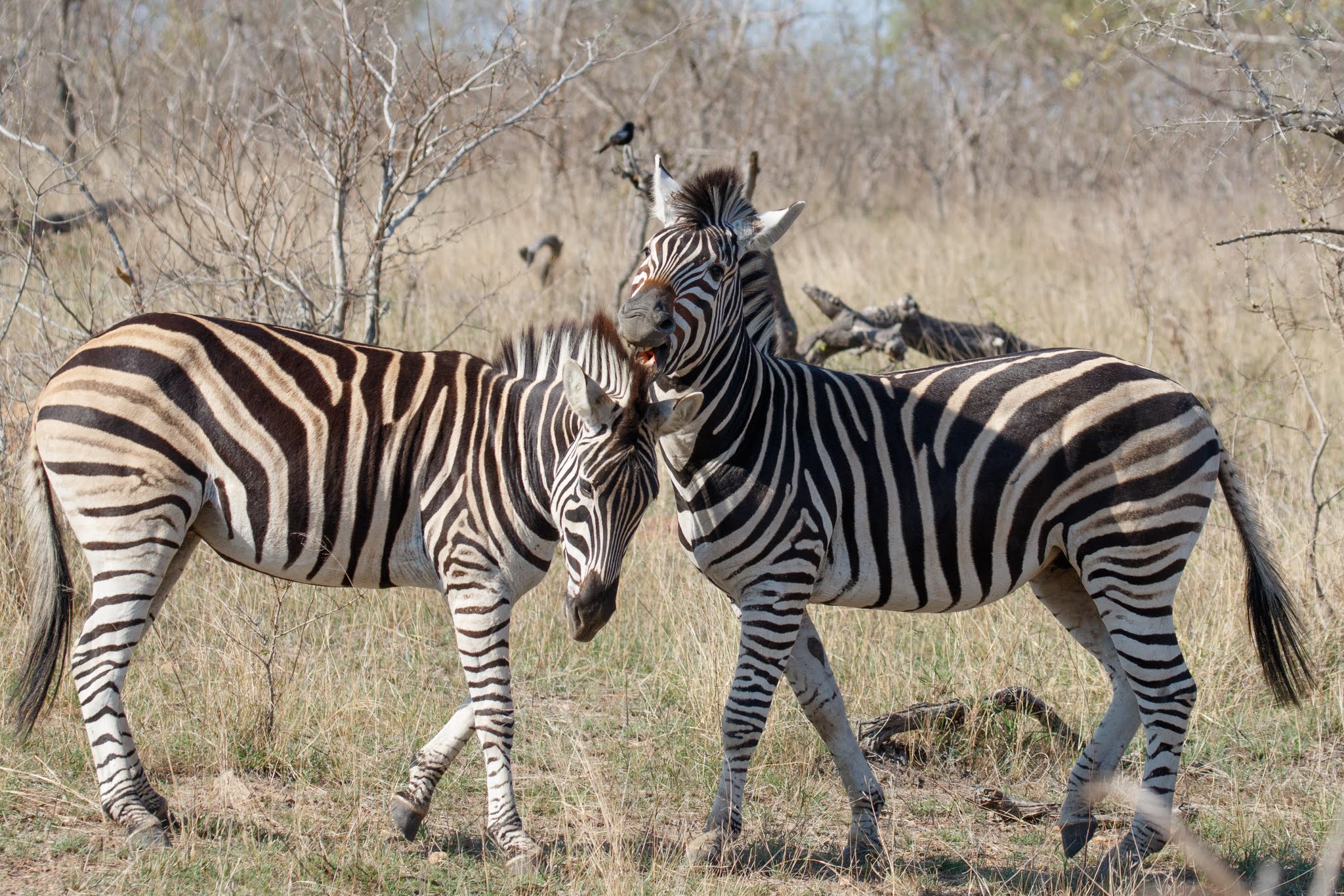 Bushveld Game Walk