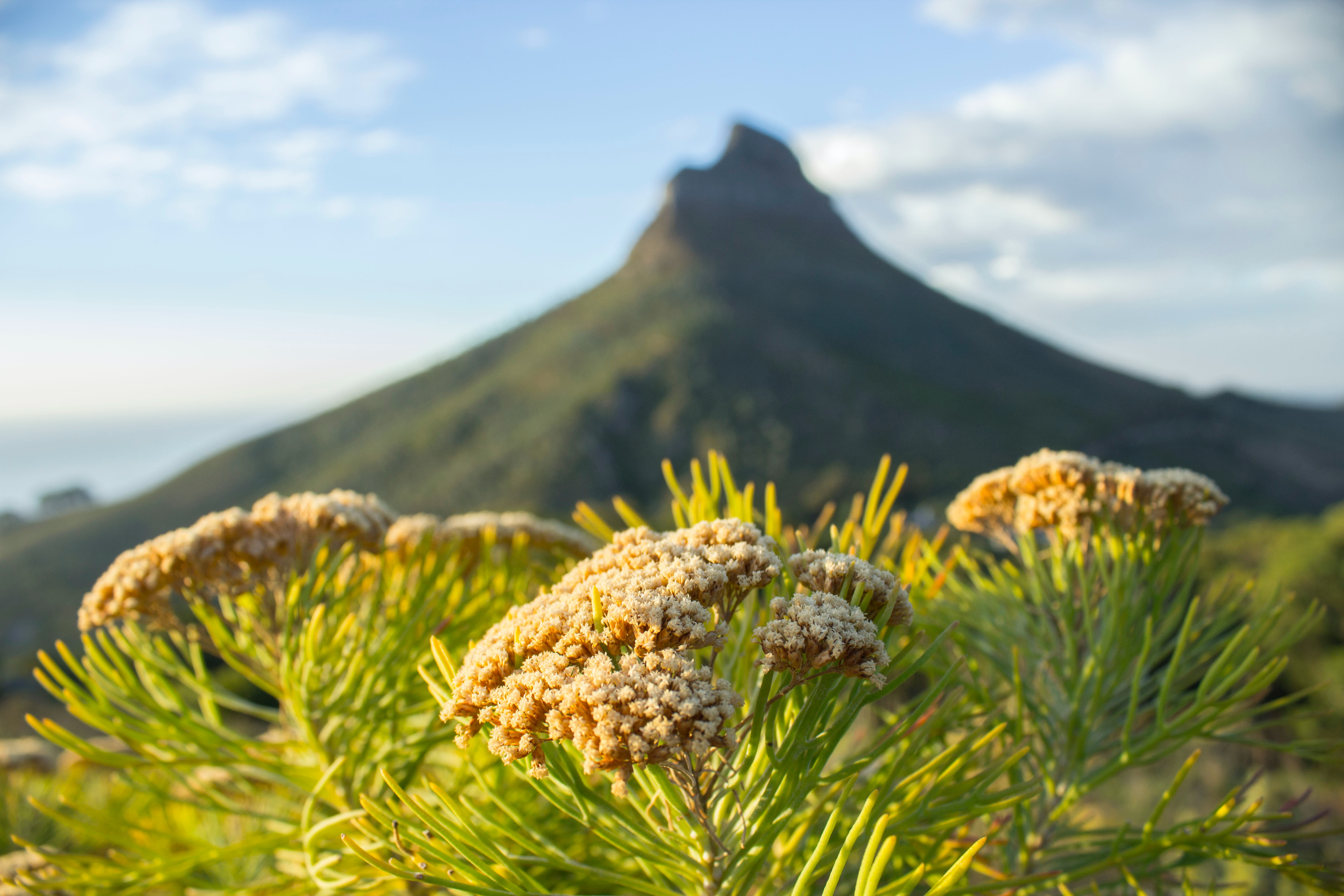 Cape Town Guided Hikes