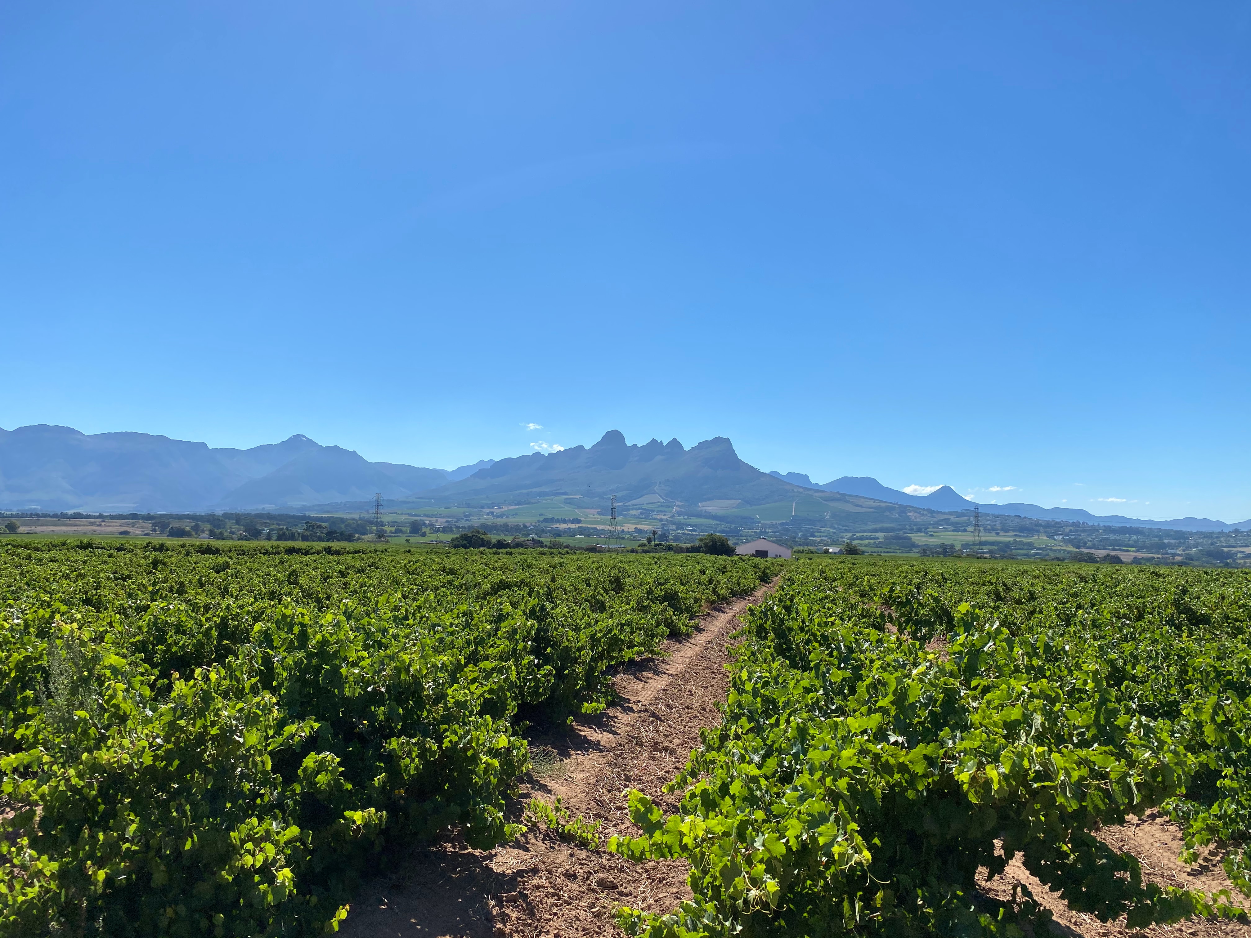 Cape Winelands Walk