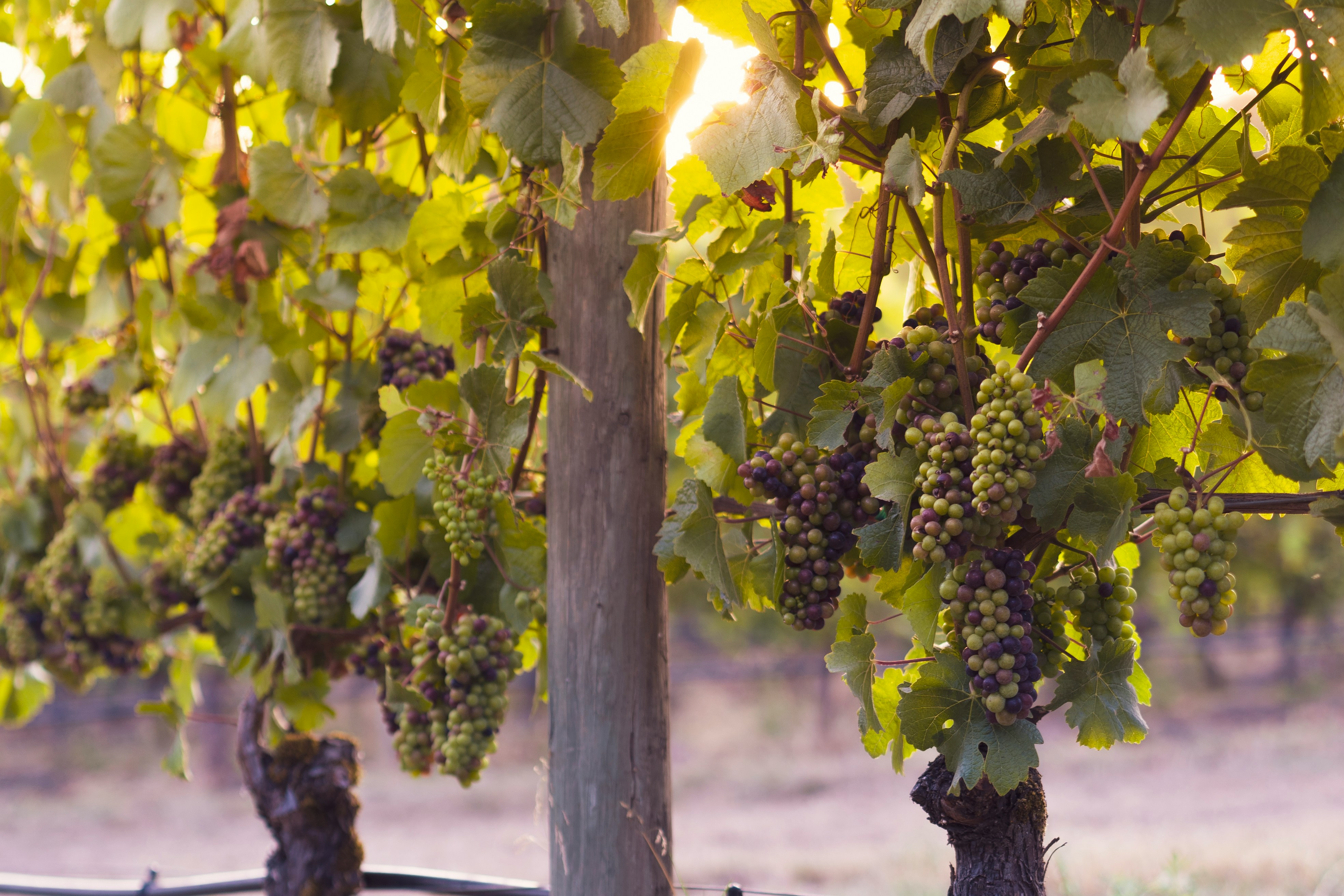 Explore Stellenbosch Valley