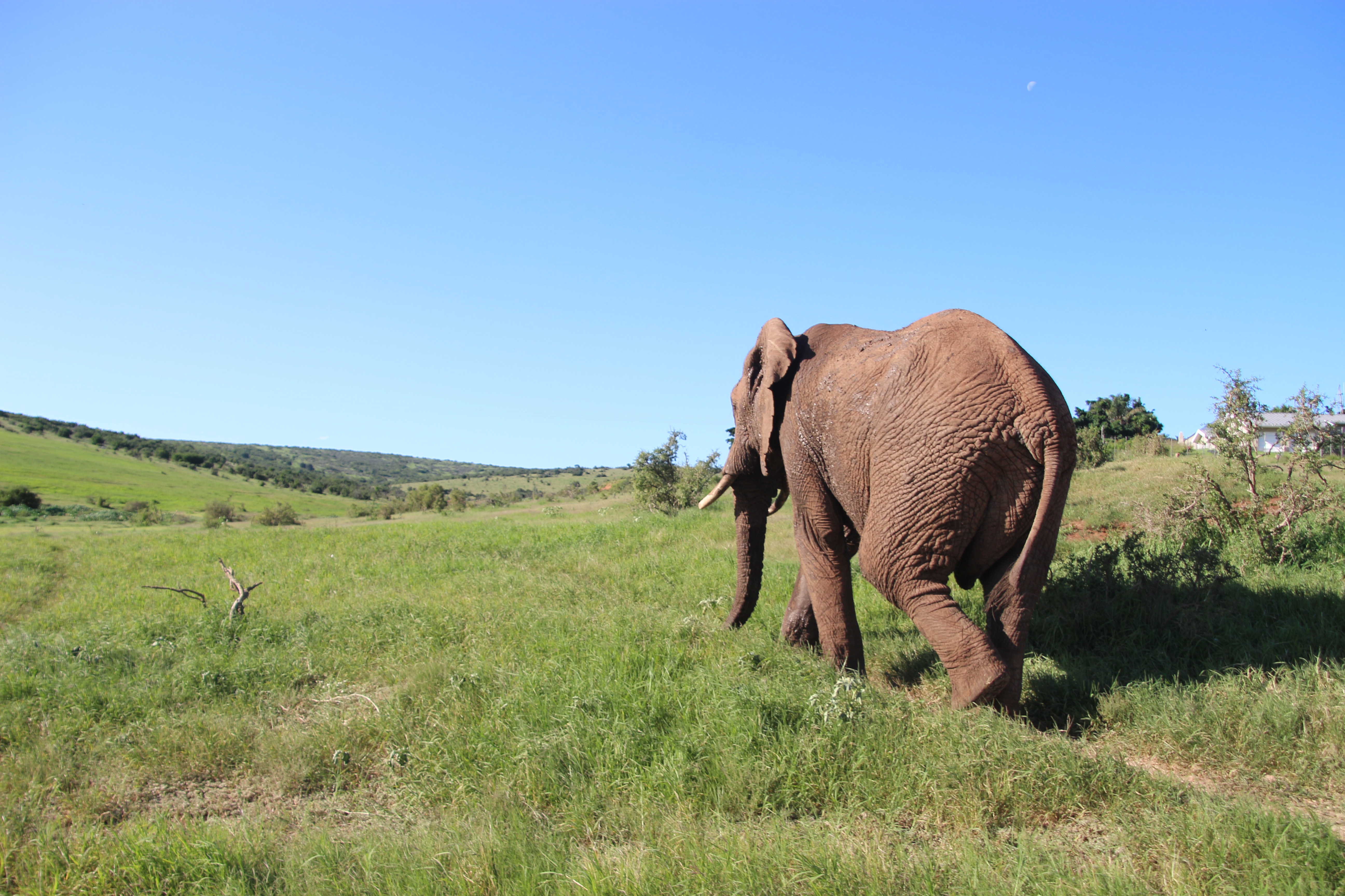 Garden Route Wildlife