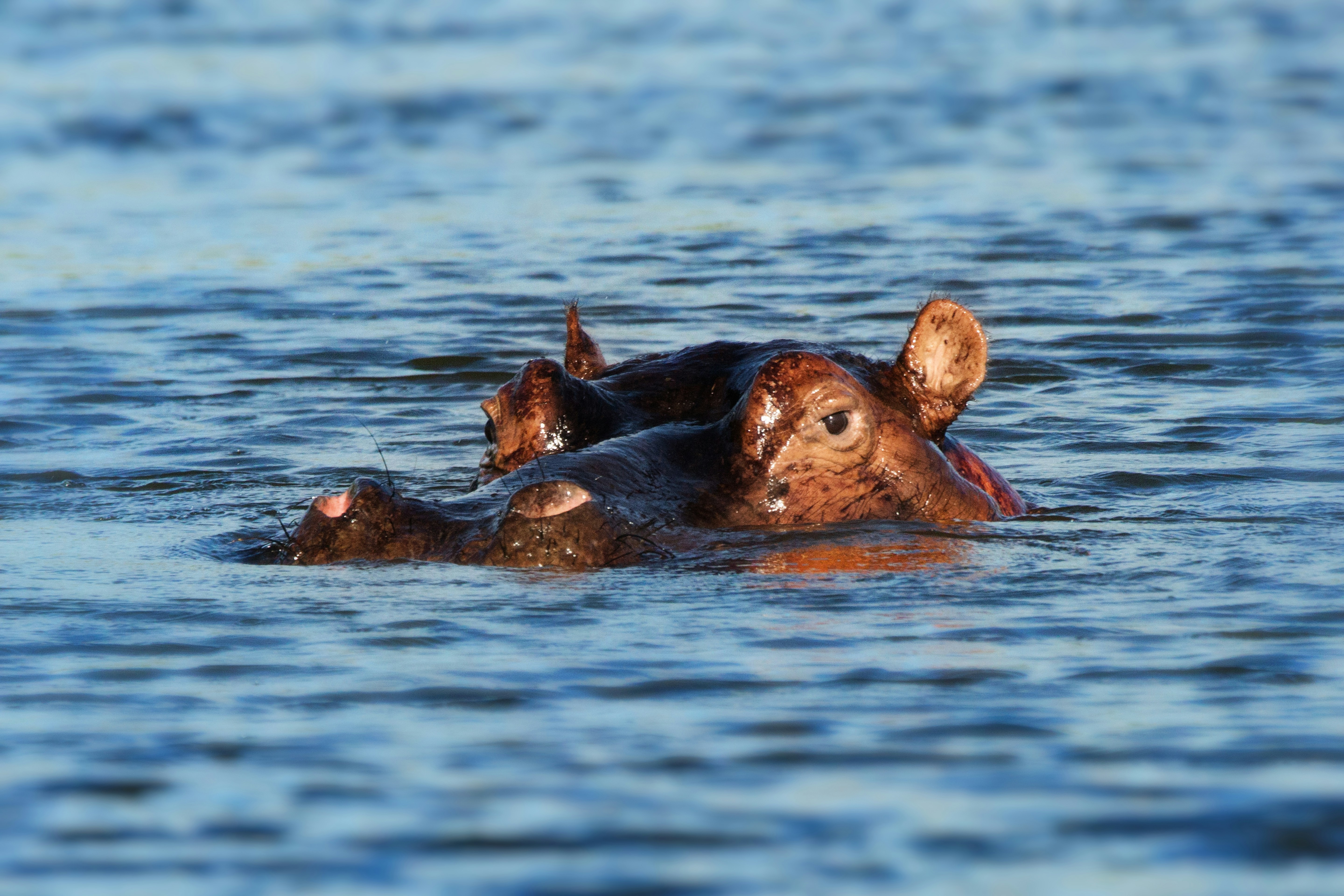 Kruger Park Safari