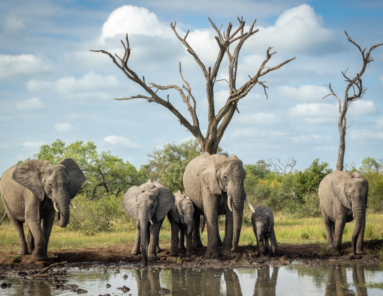 What does South Africa offer to nature lovers