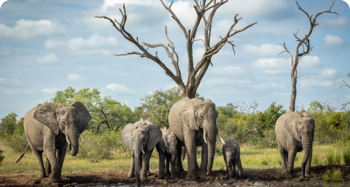 What does South Africa offer to nature lovers 