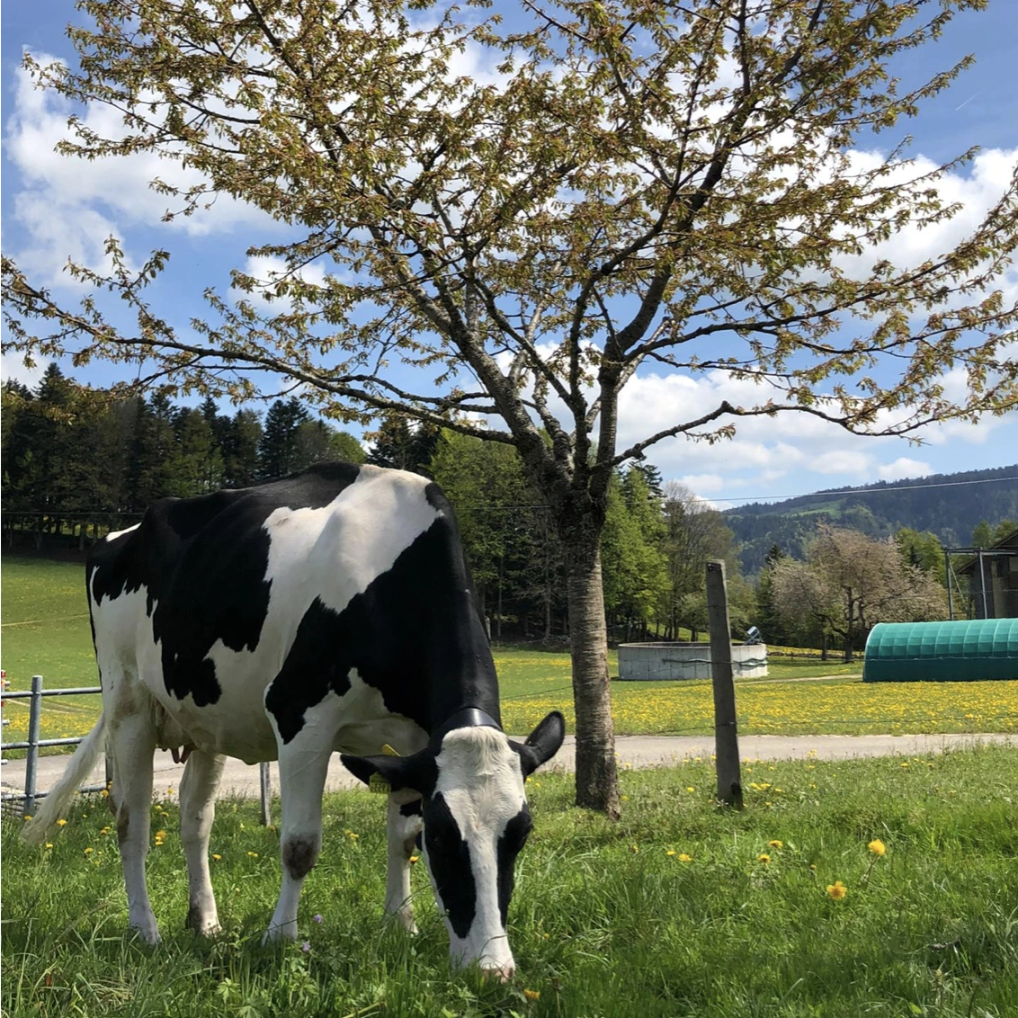 Schwarz-weisse Kuh grast auf einer Wiese neben einem blühenden Baum