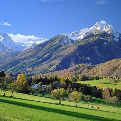Berglandschaft mit Kühen auf einer Weide