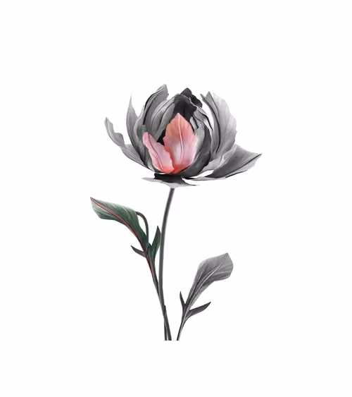 Grosse Blume in Grautönen mit einen Blütenblatt in Rosa