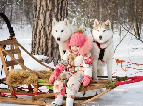 Child with sled dogs.