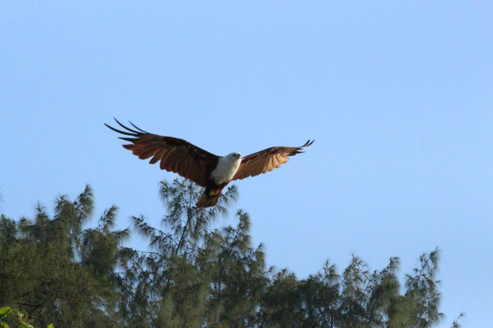 Raptor flying away from the trees and into the sky