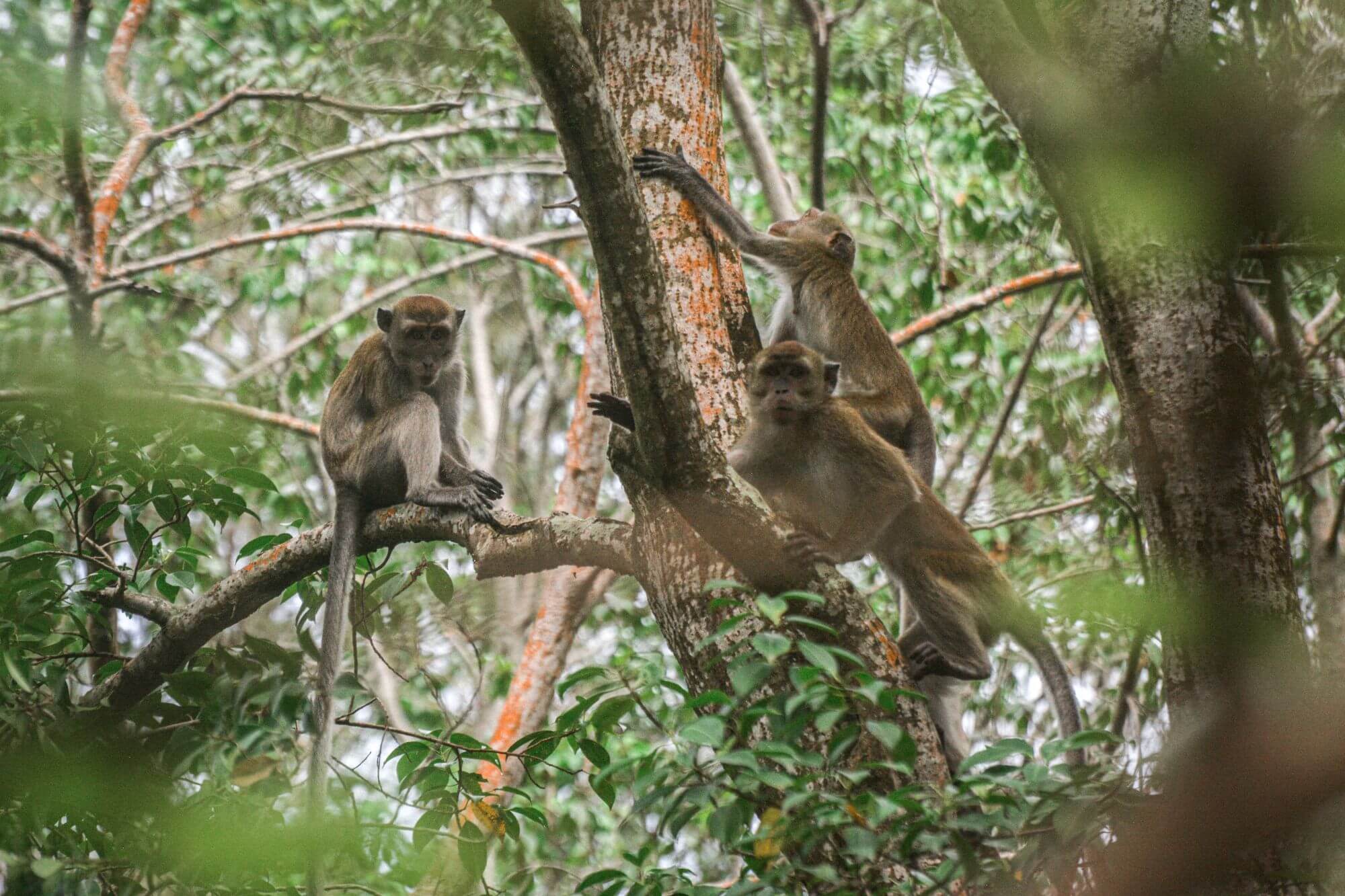 Three monkeys climbing a tree in an Indonesian forest