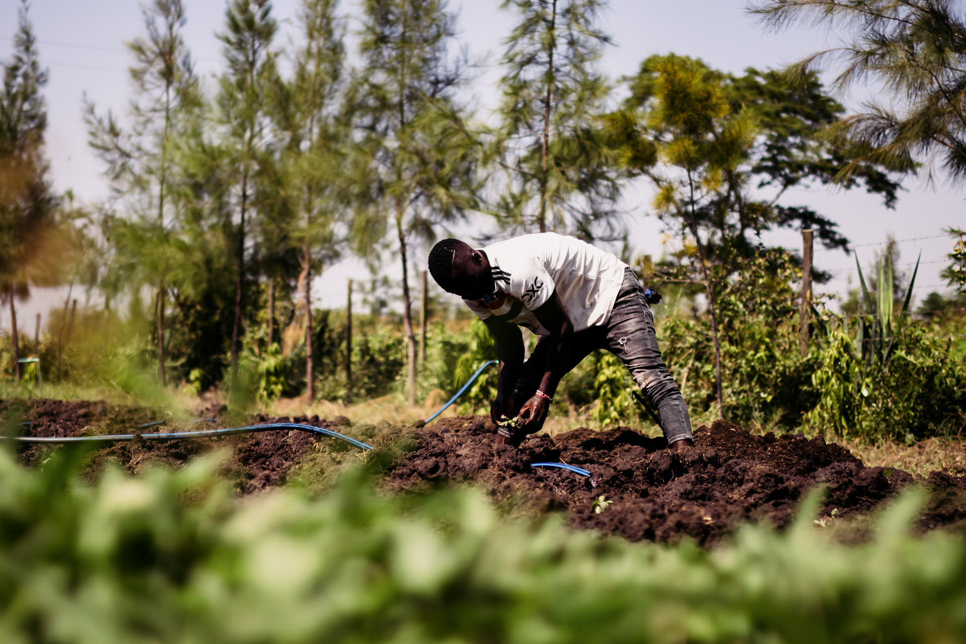 The mambas like to hide in the dirt where the locals grow crops. Max and I began calling Benard the Black Mamba because he was bitten by an actual black mamba.  Yet he still chooses to farm in this mamba infested dirt, barefoot.

