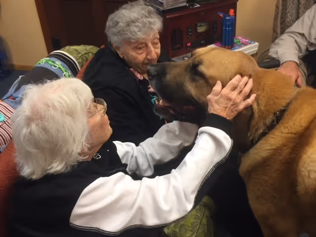 An older woman petting a large brown dog