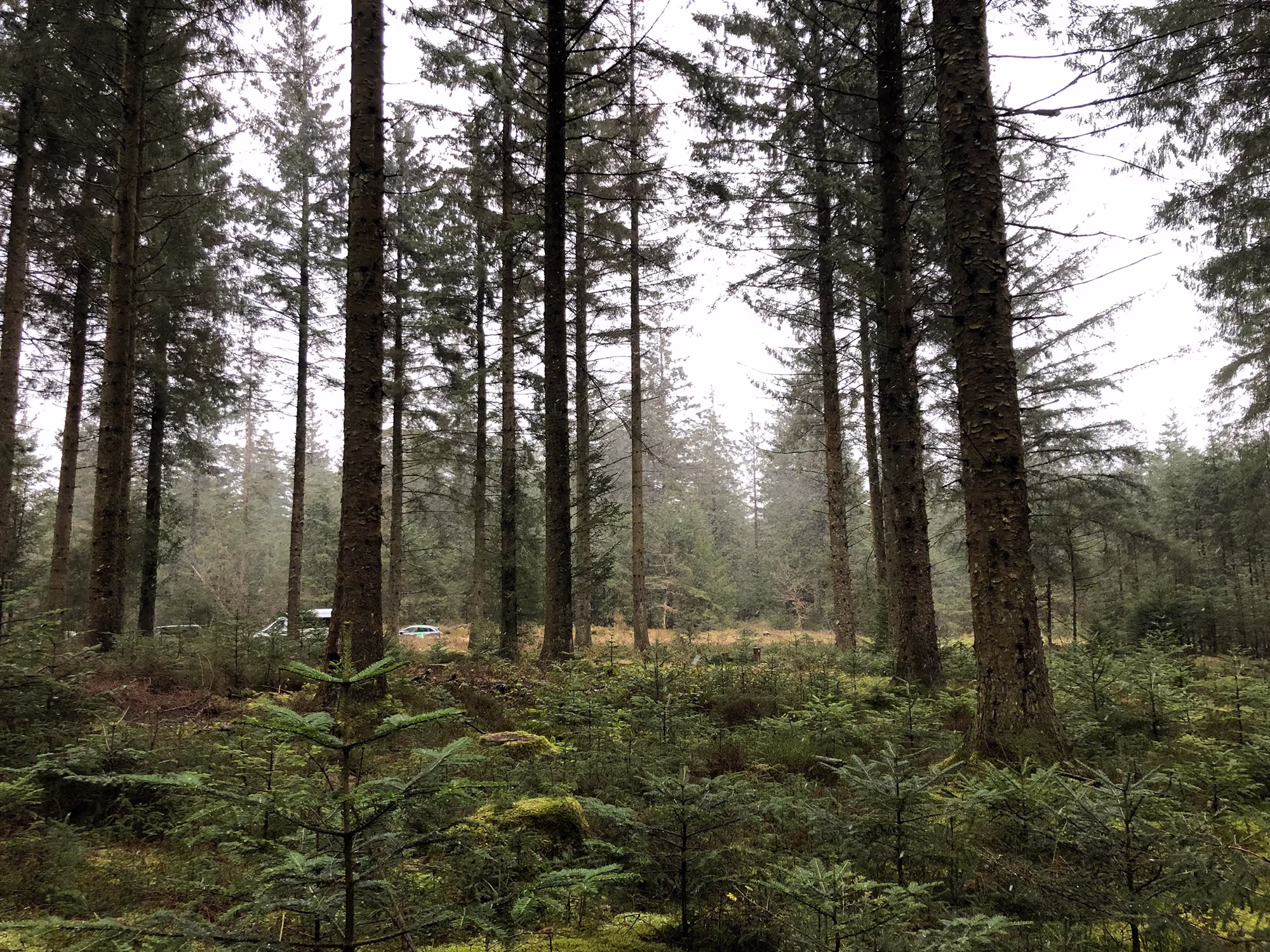 Forestry Services