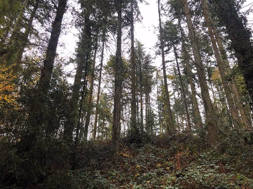 Forestry Services
