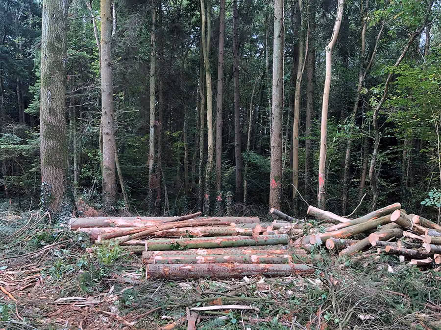Woodland Management & Planning