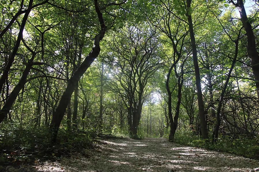 Woodland Management & Planning