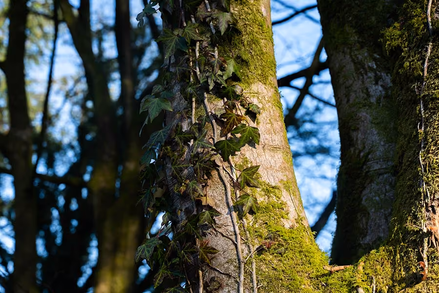 Woodland Management & Planning