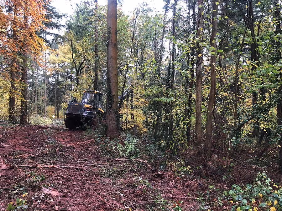 Woodland Management & Planning