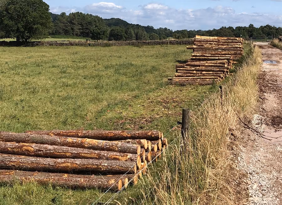 From Harvest Site Back to Woodland Plan