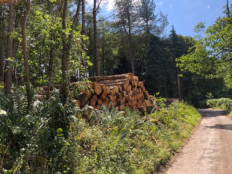 Timber Harvesting & Marketing