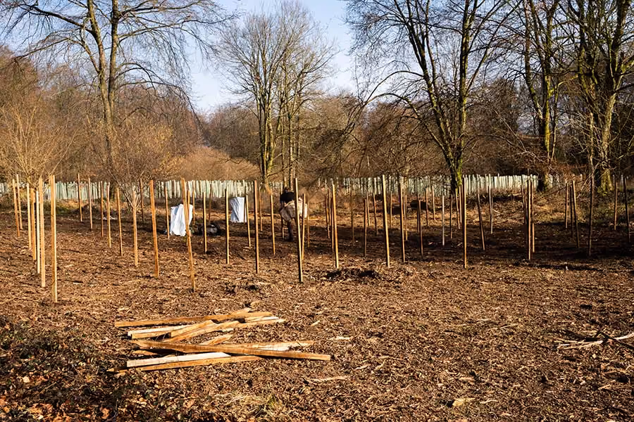 Woodland Creation & Establishment