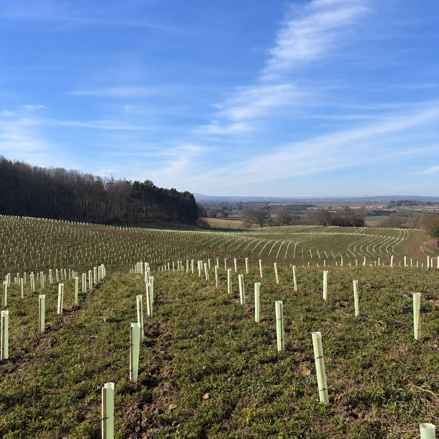 Restocking & Woodland Maintenance
