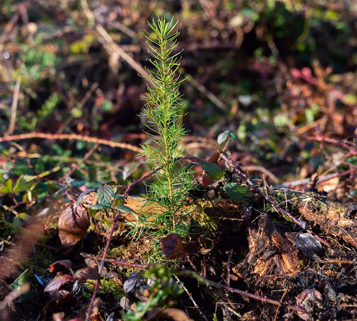 Restocking & Woodland Maintenance